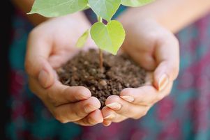 Hands holding young plant