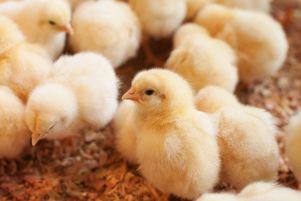 L’entreprise allemande Seleggt vient de lancer sur le marché une solution permettant d’identifier le sexe des poussins avant leur éclosion, entre le huitième et dixième jour après la ponte.