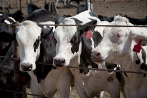 À la suite du scandale du bœuf aux hormones, l’Union européenne avait interdit l’importation de viande bovine issue d’animaux auxquels les éleveurs avaient administré des hormones de croissance.