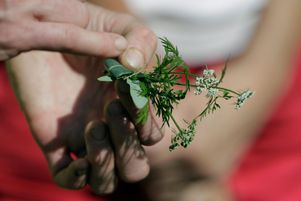 Un brin de cigüe, une plante toxique.