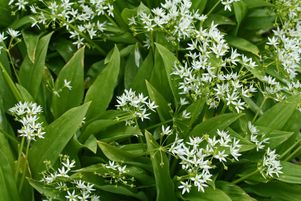 Certains légumes vivaces entrent en dormance en fin de printemps – poireaux perpétuels, maceron... – pour mieux se réveiller en automne et surtout en hiver. D’autres ont juste un mois de gloire, en avril ou en mai, mais quelle gloire : c’est le cas de l’ail des ours et de l’asperge.