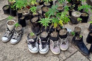 Posséder jusqu’à 28 grammes de cannabis et semer jusqu’à huit plants chez soi deviendraient légal au Mexique si les sénateurs adoptent le texte voté par les députés en mars.
