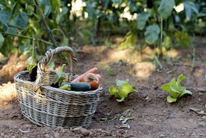 Plantez les courges avec des radis, du maïs, des oignons, des haricots, des choux, mais jamais avec la pomme de terre, le concombre le melon ou le fenouil. 