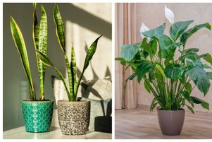 Peu de plantes apprécient une pièce sombre mais les belles de l’ombre existent, acceptant peu de lumière.