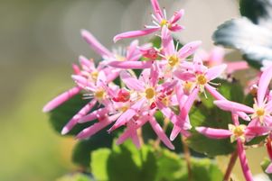 Placez les Saxifraga fortunei dans une auge, en potée, en rocaille de mi-ombre, dans un endroit où leur délicatesse et leur éclat seront bien visibles.