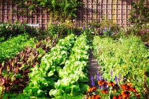 La rotation des cultures permet d’équilibrer la terre, sans être obligé de combler en fertilisants.