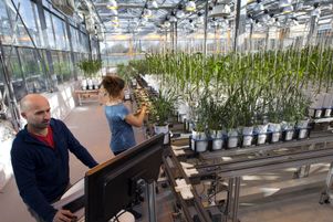 Dans leur centre de Montpellier, les chercheurs de l’Inrae étudient les impacts du changement climatique sur les plantes pour savoir comment modifier leur génétique afin de les rendre plus résistantes. Ici, en mars 2020.