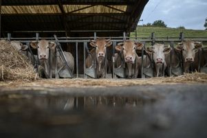Une exploitation agricole touchée par la maladie hémorragique épizootique (MHE) à Monein (Pyrénées-Atlantiques), le 2 novembre 2023.
