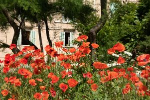 Des coquelicots dans un jardin.