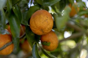 Des oranges en Floride, en 2022. L’année 2022 a été celle ou l’État américain a produit la plus petite récolte d’orange depuis la fin de la Seconde Guerre Mondiale.