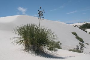 Une première étude mondiale sur l’adaptation des plantes en zones arides a été publiée jeudi 8 août. 