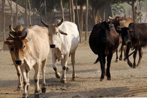 Un troupeau de vaches sur un chemin poussiéreux en plein soleil, Rajasthan dans le nord de l’Inde.