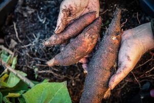 Originale et méconnue, la poire de terre n’a pas encore la notoriété des légumes dits anciens.