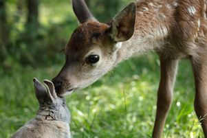 Une nouvelle version du roman Bambi, l’histoire d’une vie dans les bois de Felix Salten sort en salles ce mercredi 16 octobre.