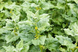 Surnommée « épinard de Nouvelle-Zélande », la tétragone a un goût proche de ce légume.