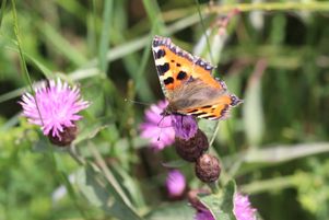 L’association « Arthropologia » a lancé une application qui permet d’explorer, d’évaluer et d’agir pour les pollinisateurs qui ont établi un refuge dans les jardins.