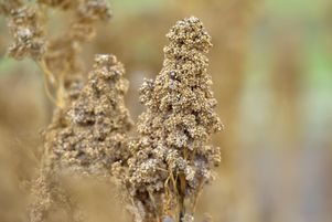 Né en Amérique latine, le quinoa se cultive en France depuis une vingtaine d’années.
