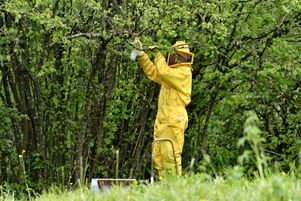 Un apiculteur récupère un essaim d’abeilles accroché à une branche de noisetier à Brognard (Doubs).