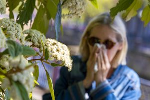 La rhinite allergique est l’une des manifestations typiques d’une allergie saisonnière causée par les pollens. Avec le retour du beau temps partout en France, un pic de pollen est attendu à partir de mercredi 14 mai 2025.