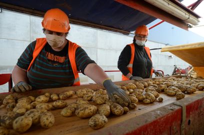 La surface cultivée de pommes de terre a augmenté de plus de 10 % en France en 2025, a annoncé l’interprofession au début du moins de juillet. Ici, des ouvriers agricoles trient des « Vitelottes » dans une usine du centre de la France.