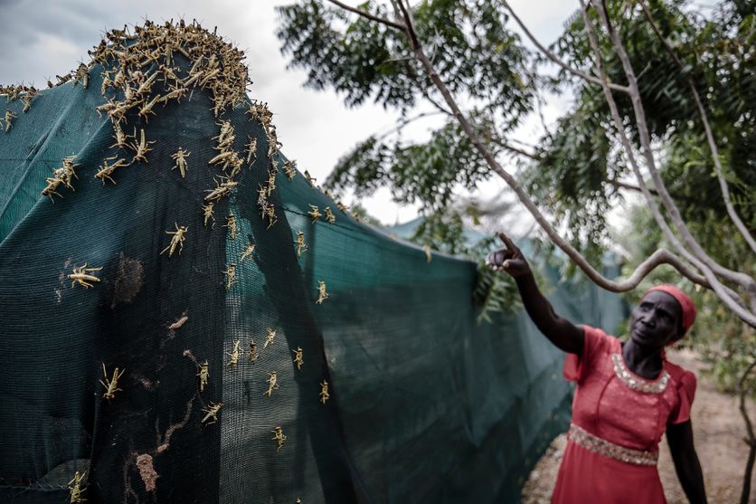 Invasion de criquets dans une ferme au Kenya en juin 2020.