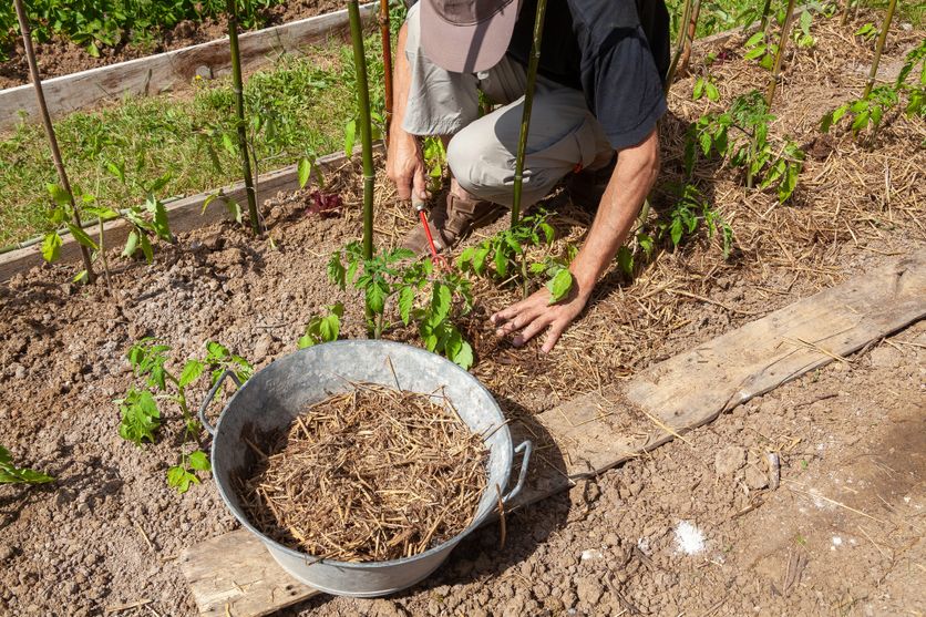 Opération de paillage, afin de protéger les plantations des fortes chaleurs.