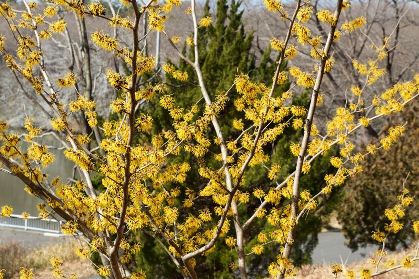 L’Hamamelis japonica fleurit dès septembre en pétales tire-bouchonnés jaune banane avec une base framboise.
