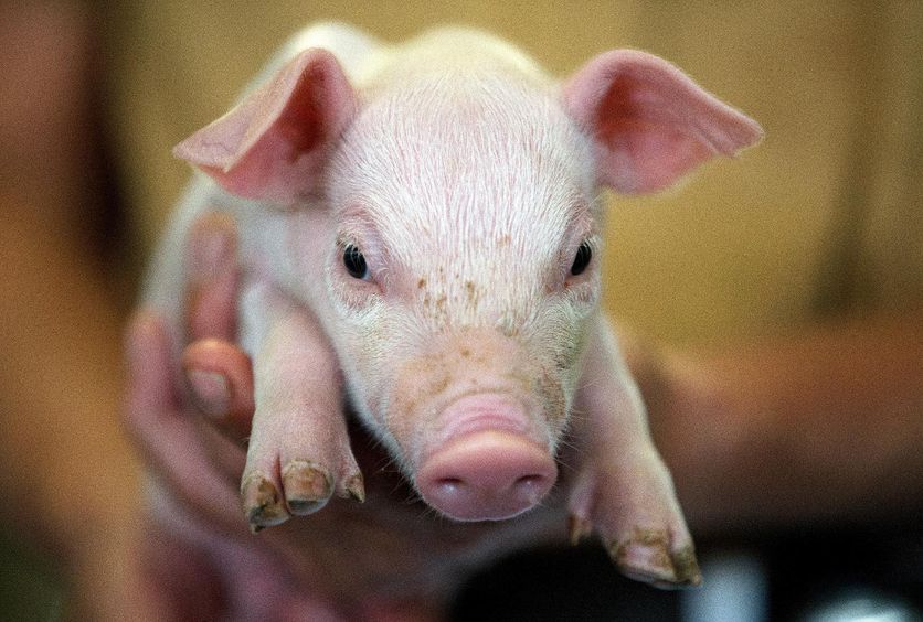 Au-delà des porcs, l’unité Pegase mène aussi des études à propos des chèvres laitières, des poules pondeuses ou des bovins laitiers.